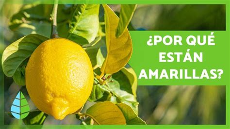 hojas amarillas del limonero|Hojas amarillas en el limonero: razones y solución efectiva